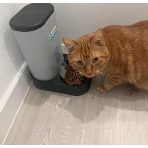 Lost Cat Duke