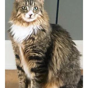 Image of Maisy, Lost Cat