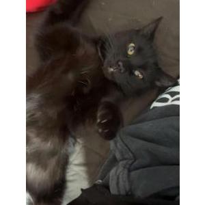 Lost Cat Grizzly