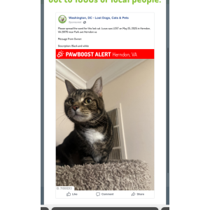 Lost Cat Lucky