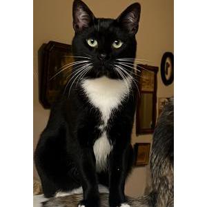 Lost Cat Felix