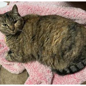 Lost Cat Ginger