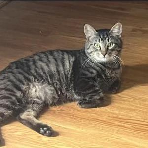 Lost Cat Milo