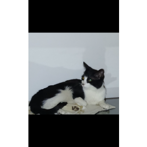 Lost Cat Bowie