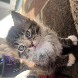 Image of Princess, Lost Cat