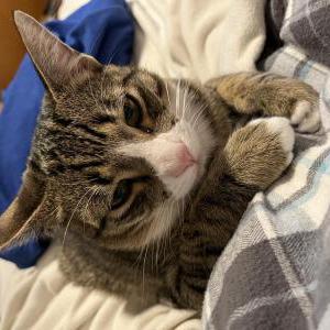 Lost Cat Miles