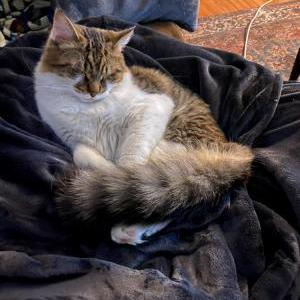 Lost Cat Milo