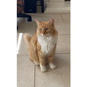Image of Nina, Lost Cat