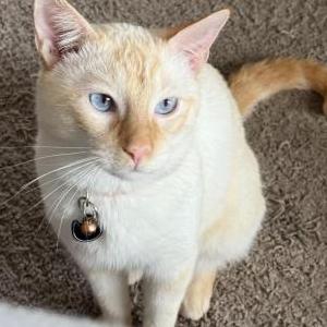 Lost Cat Simba