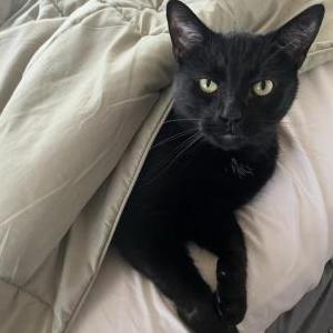 Lost Cat Louie
