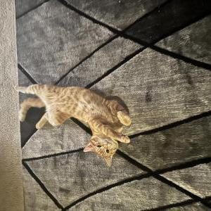 Lost Cat Simba