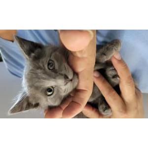 Image of unknown, Found Cat