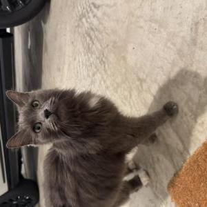 Image of Unknown, Found Cat