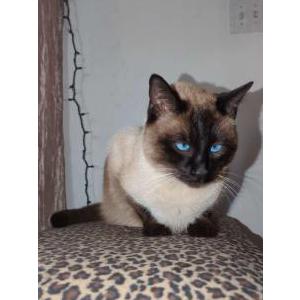 Lost Cat Tuna -