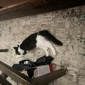 Lost Cat Kini