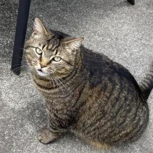 Lost Cat Nitro