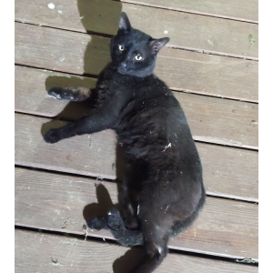 Found Cat Unknown