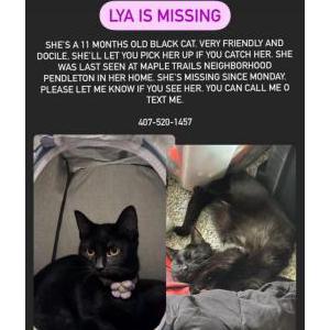 Lost Cat Lya
