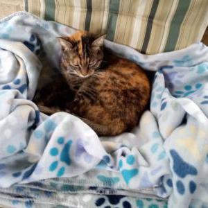 Lost Cat Molly