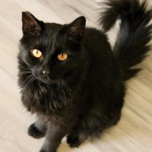 Lost Cat Mimi