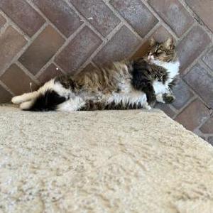 Lost Cat Willow