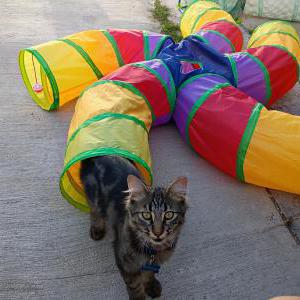 Image of TOBY, Lost Cat