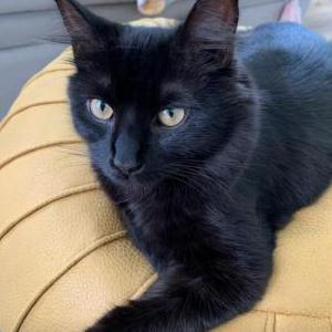 Lost Cat Kiki (kee-kee)