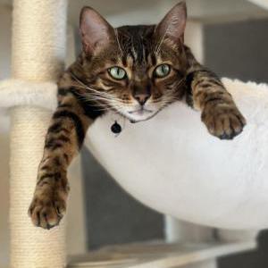 Lost Cat Kira