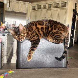 2nd Image of Kira, Lost Cat