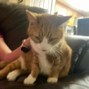 Lost Cat Harry