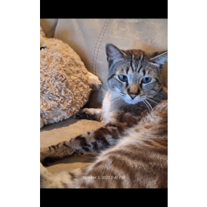 Lost Cat Anubis