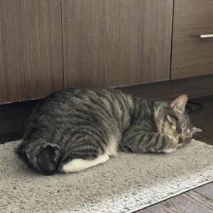 Lost Cat Nitro
