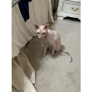 Image of Morty, Lost Cat