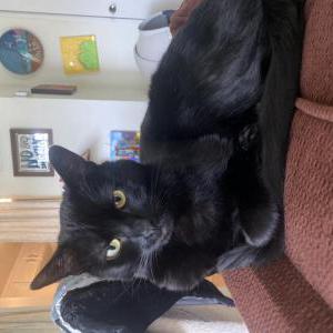 Lost Cat Paul