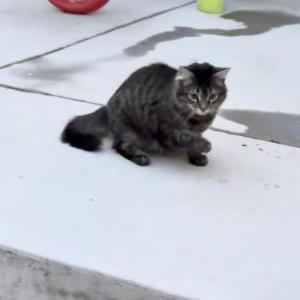 Lost Cat Leo