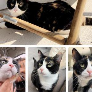 Lost Cat Cookie cat