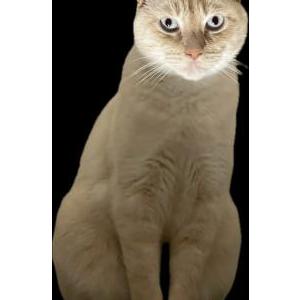Lost Cat Sunny