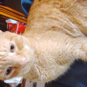 Image of Charlie, Lost Cat