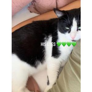 Image of Little cat, Lost Cat