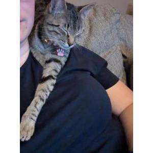 Lost Cat Molly