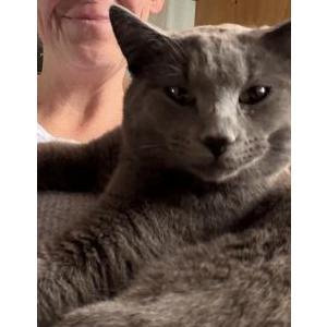 Lost Cat Dr. Grey
