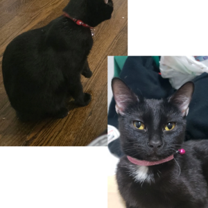 Image of Tuxy, Lost Cat