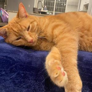 Image of Snuggy, Lost Cat