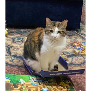 Image of moana, Lost Cat