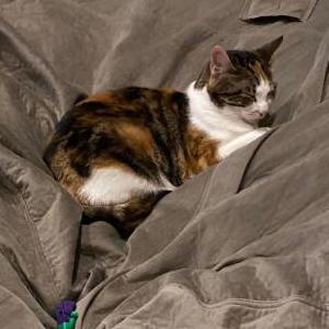 Image of te fiti, Lost Cat