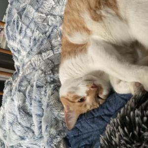 Image of Fitz, Lost Cat