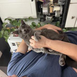 Image of Blue, Lost Cat
