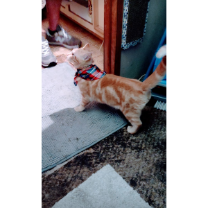 Image of Mason, Lost Cat