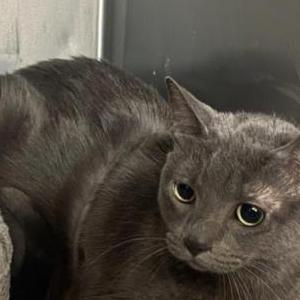 Lost Cat Mishka Herrin