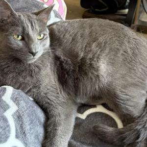 Image of Emmy, Lost Cat